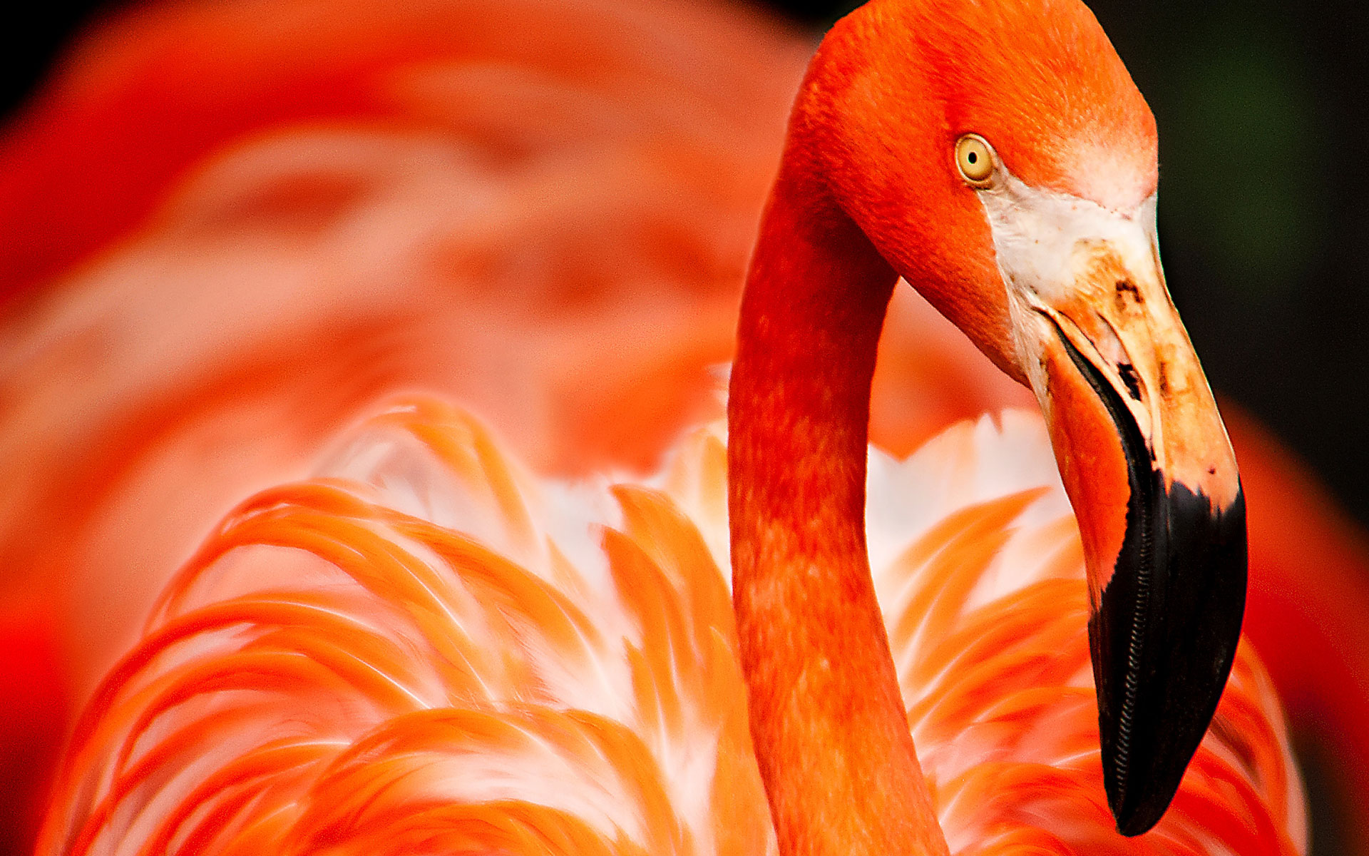 flamingo-2